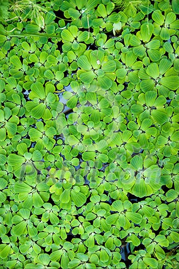 background from green duckweed in water background from green duckweed in water