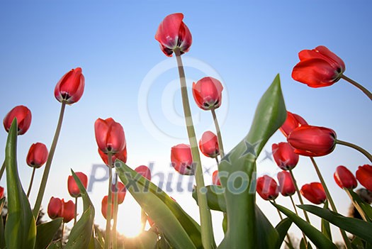 red tulips against blue sky