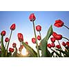 red tulips against blue sky