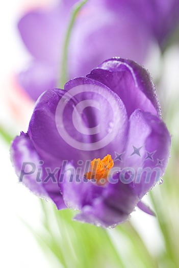 crocus bouquet isolated on white, shallow dof crocus bouquet isolated on white, shallow dof