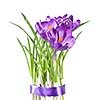 crocus bouquet isolated on white