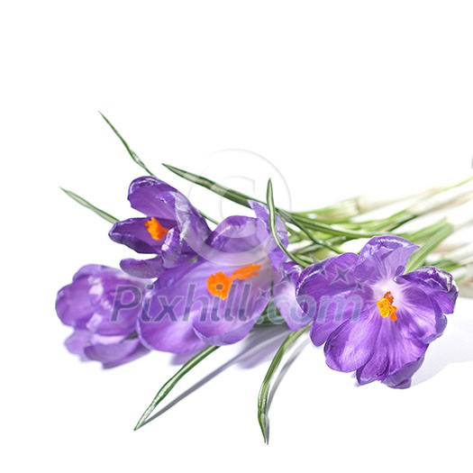 crocus bouquet isolated on white crocus bouquet isolated on white