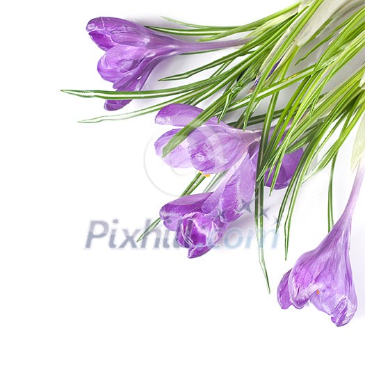 crocus bouquet isolated on white