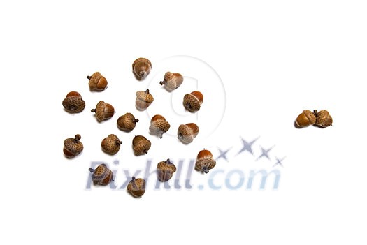 pair against group of acorns isolated on white pair against group of acorns isolated on white