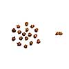 pair against group of acorns isolated on white