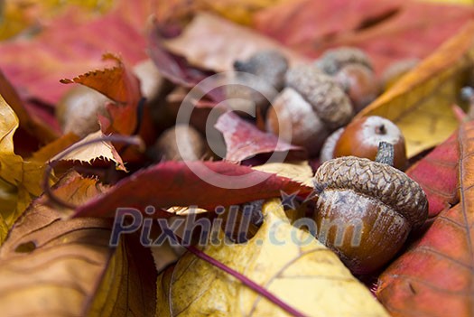 acorns with autumn leaves acorns with autumn leaves