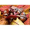 acorns with autumn leaves