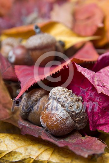 acorns with autumn leaves