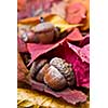 acorns with autumn leaves