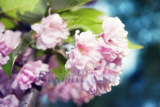 spring blossom of purple sakura spring blossom of purple sakura