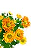 yellow chrysanthemum bouquet isolated on white