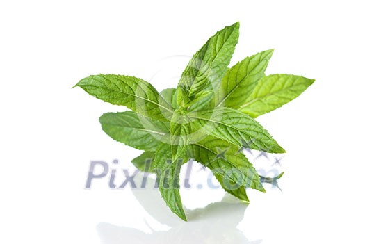 green mint isolated on white green mint isolated on white