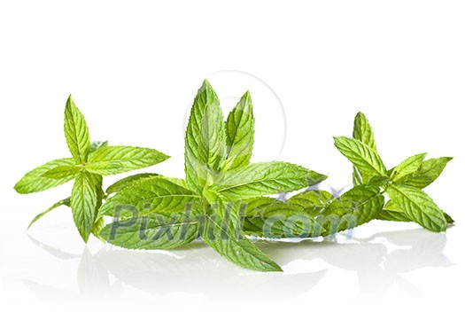 green mint isolated on white green mint isolated on white