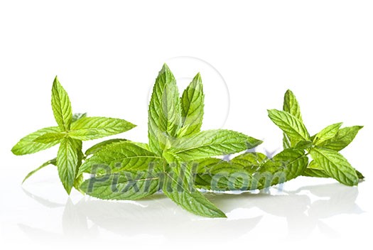 green mint isolated on white