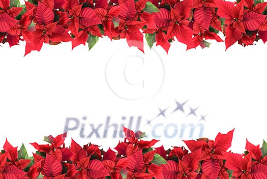 christmas frame from poinsettias isolated on white