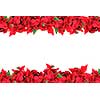 christmas frame from poinsettias isolated on white