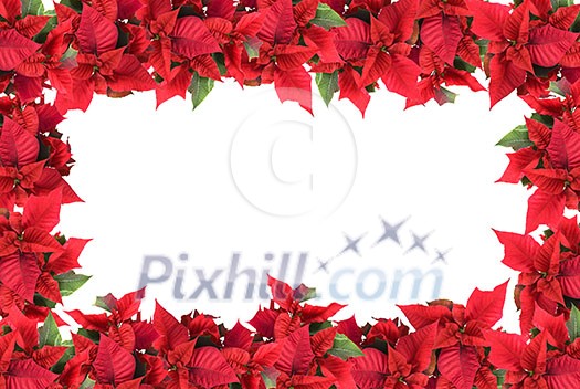 christmas frame from poinsettias isolated on white