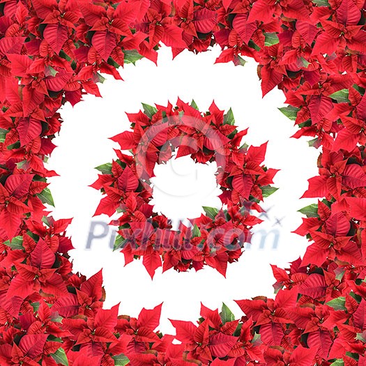 round frame with wreath from christmas flowers isolated on white