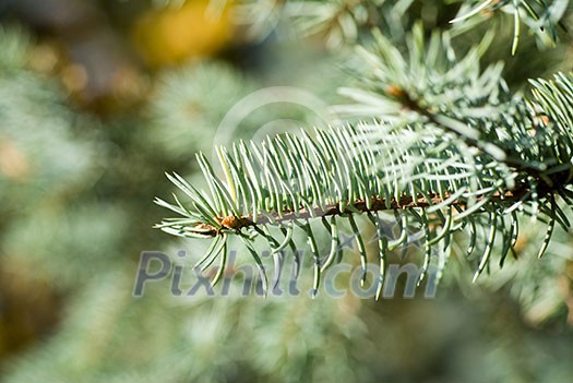 branch of green christmas tree branch of green christmas tree