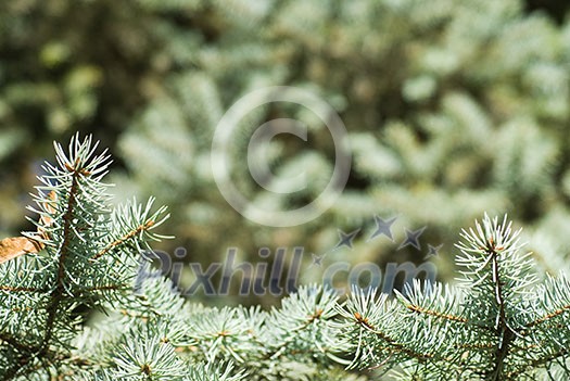 branch of green christmas tree branch of green christmas tree