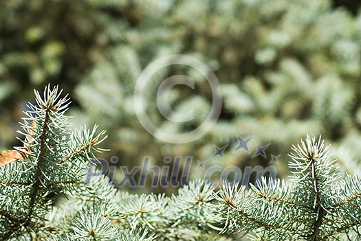 branch of green christmas tree