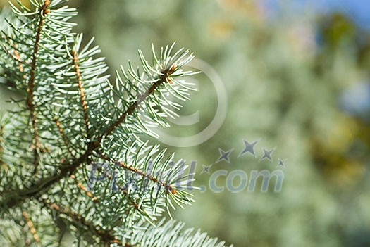 branch of green christmas tree