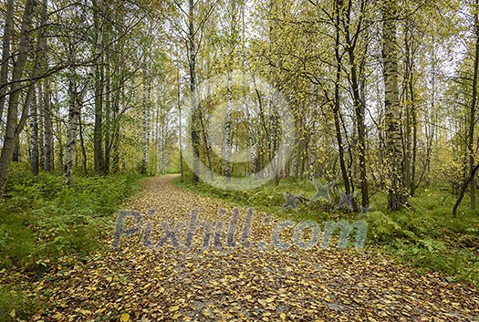 Footpath in autumn colors