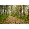 Footpath in autumn colors