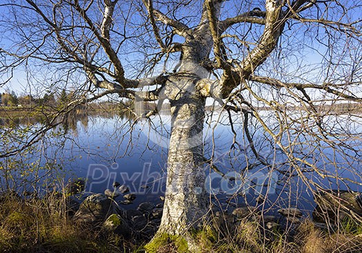 Lake scenery in autumn with old tree Lake scenery in autumn with old tree