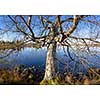 Lake scenery in autumn with old tree