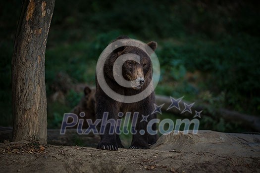 Brown bear (Ursus arctos) Brown bear (Ursus arctos)