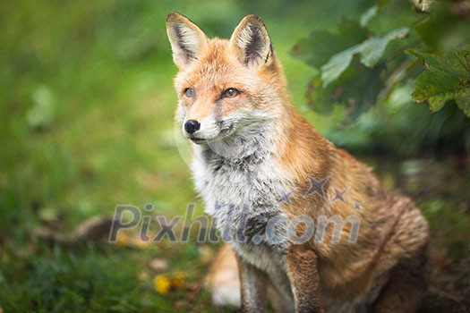 Red Fox (Vulpes vulpes) Red Fox (Vulpes vulpes)