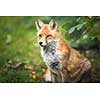 Red Fox (Vulpes vulpes)