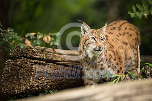 Eurasian Lynx (Lynx lynx) Eurasian Lynx (Lynx lynx)