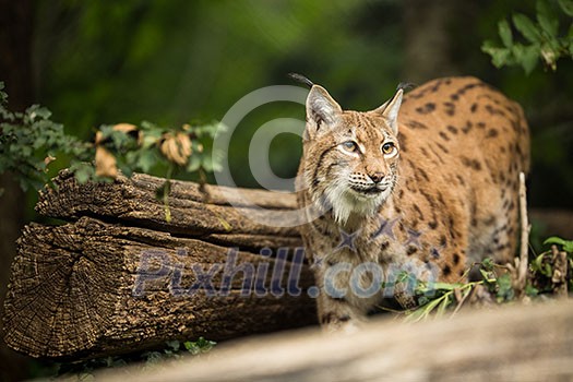 Eurasian Lynx (Lynx lynx)