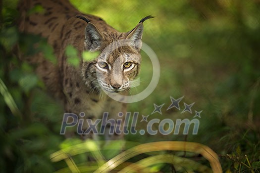 Eurasian Lynx (Lynx lynx) Eurasian Lynx (Lynx lynx)