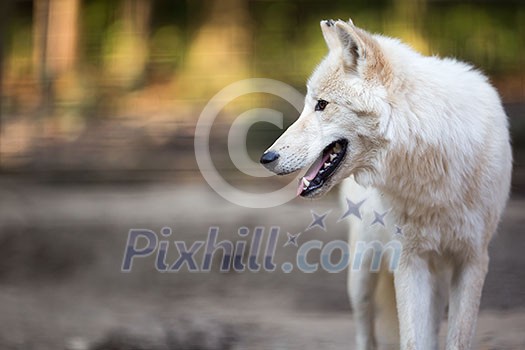 Arctic Wolf (Canis lupus arctos) aka Polar Wolf or White Wolf - Close-up portrait of this beautiful predator Arctic Wolf (Canis lupus arctos) aka Polar Wolf or White Wolf - Close-up portrait of this beautiful predator