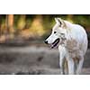 Arctic Wolf (Canis lupus arctos) aka Polar Wolf or White Wolf - Close-up portrait of this beautiful predator