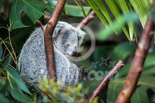 Koala on a tree with bush green background Koala on a tree with bush green background