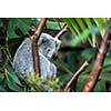 Koala on a tree with bush green background