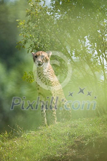 Cheetah (Acinonyx jubatus) Cheetah (Acinonyx jubatus)