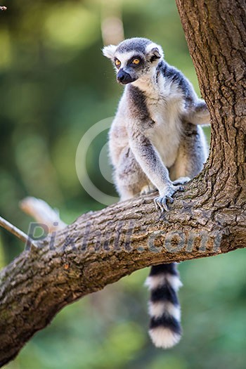 Lemur kata (Lemur catta) Lemur kata (Lemur catta)