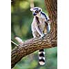 Lemur kata (Lemur catta)