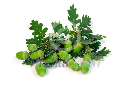 Acorns and oak branches on white background