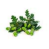 Acorns and oak branches on white background