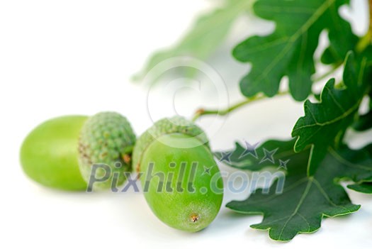 Oak branch with acorns close up