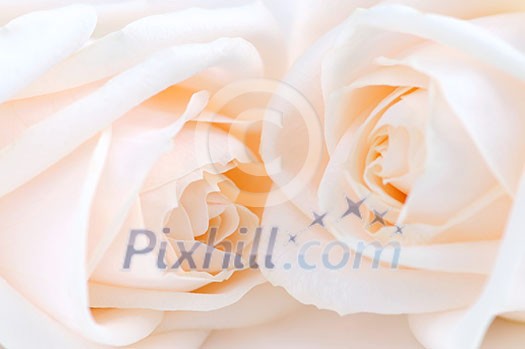 Two delicate high key beige roses macro floral background