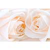 Two delicate high key beige roses macro floral background