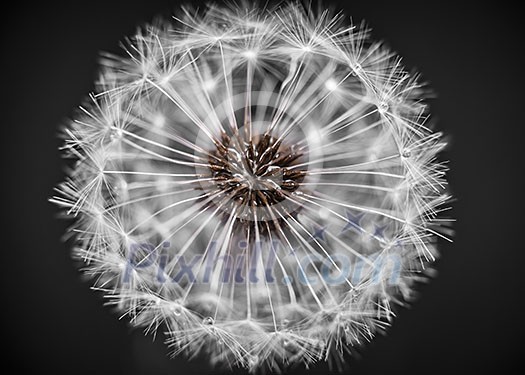 Macro closeup of dandelion seed head over black background Macro closeup of dandelion seed head over black background