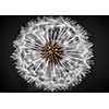 Macro closeup of dandelion seed head over black background